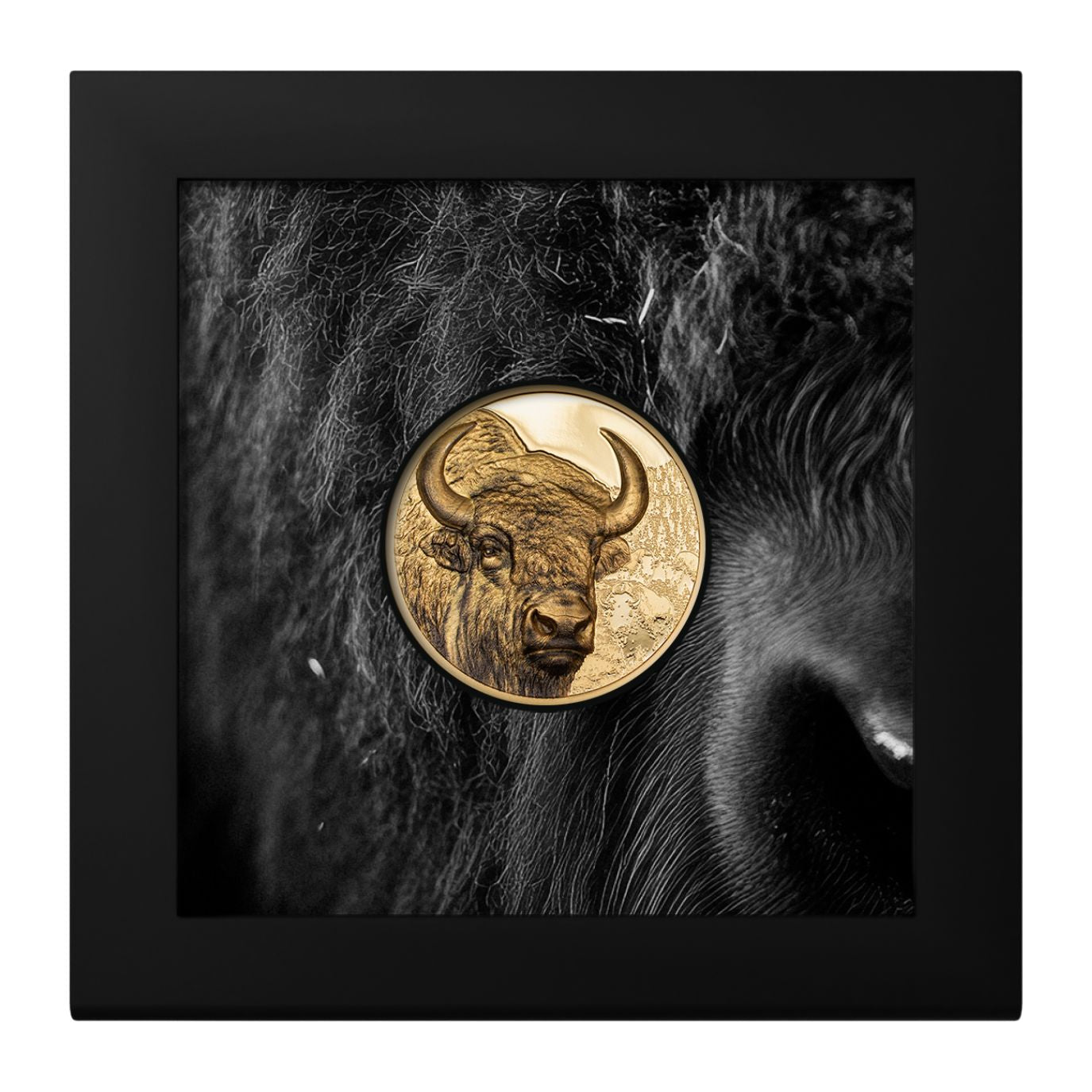 Bison Wild Mongolia 1 Oz Gold Coin 2025 - PARTHAVA COIN