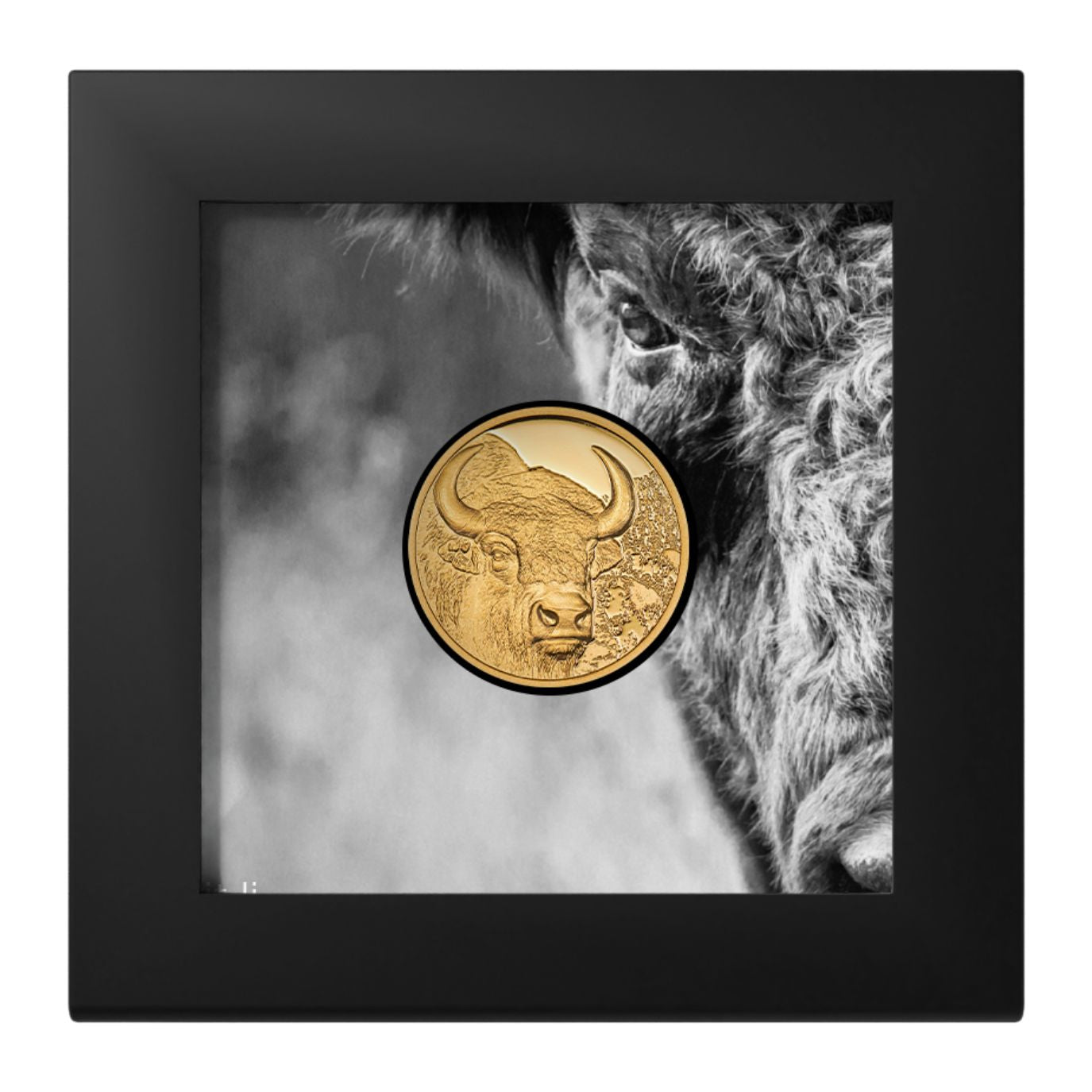 Bison Wild Mongolia 1/10 Oz Gold Coin 2025 - PARTHAVA COIN